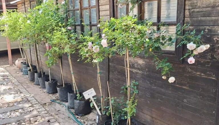 Eve's Paradise Nursery in Kathu